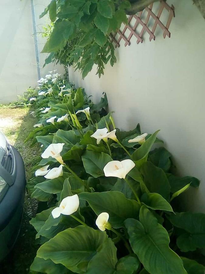 Hotel Goldene Rose ริมินี ภายนอก รูปภาพ